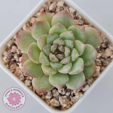 Load image into Gallery viewer, Echeveria 'Pink Diamond' - John & Norma's Succulents Australia