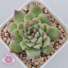 Load image into Gallery viewer, Echeveria 'Pink Diamond' - John & Norma's Succulents Australia