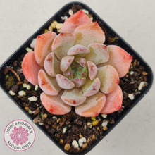 Load image into Gallery viewer, Echeveria Pink Glass - John & Norma's Succulents