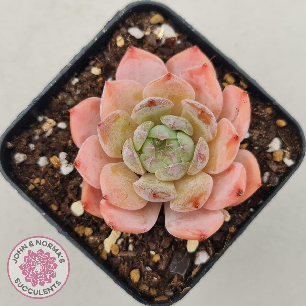 Echeveria 'Pink Glass'
