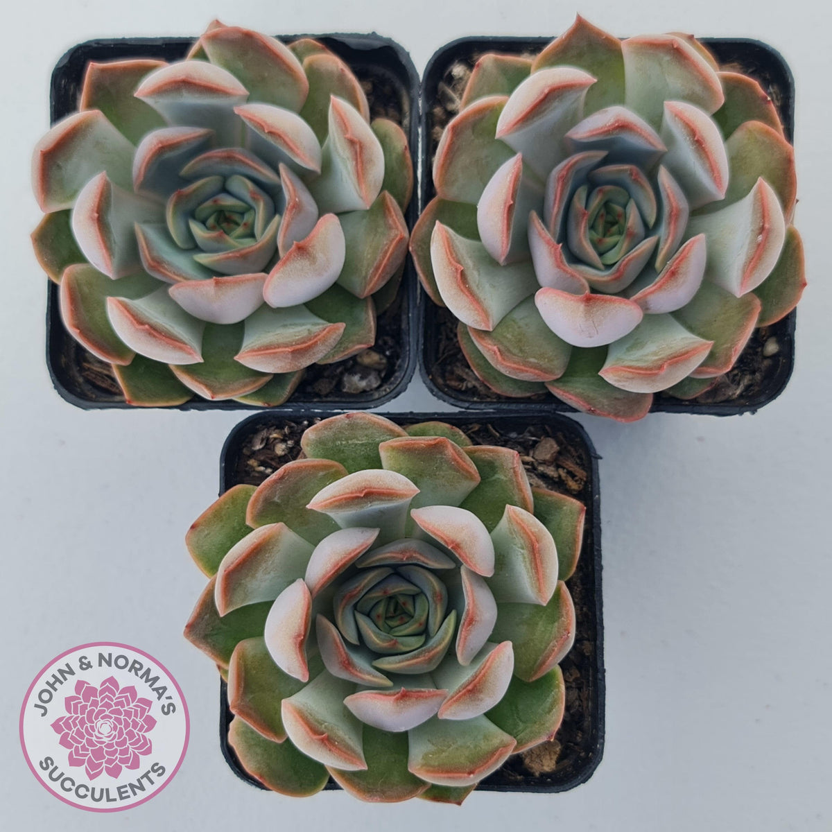 Echeveria 'Pink Lady'