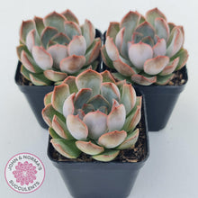 Load image into Gallery viewer, Echeveria Pink Lady - John & Norma's Succulents Australia
