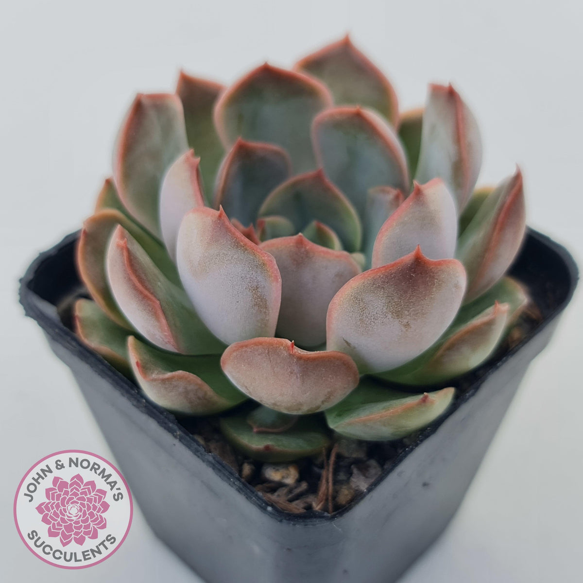 Echeveria 'Pink Lady'