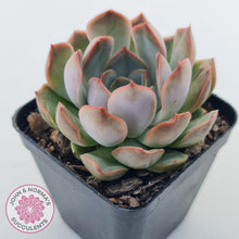 Load image into Gallery viewer, Echeveria Pink Lady - John & Norma's Succulents Australia