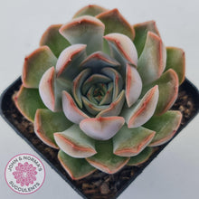 Load image into Gallery viewer, Echeveria Pink Lady - John & Norma's Succulents Australia