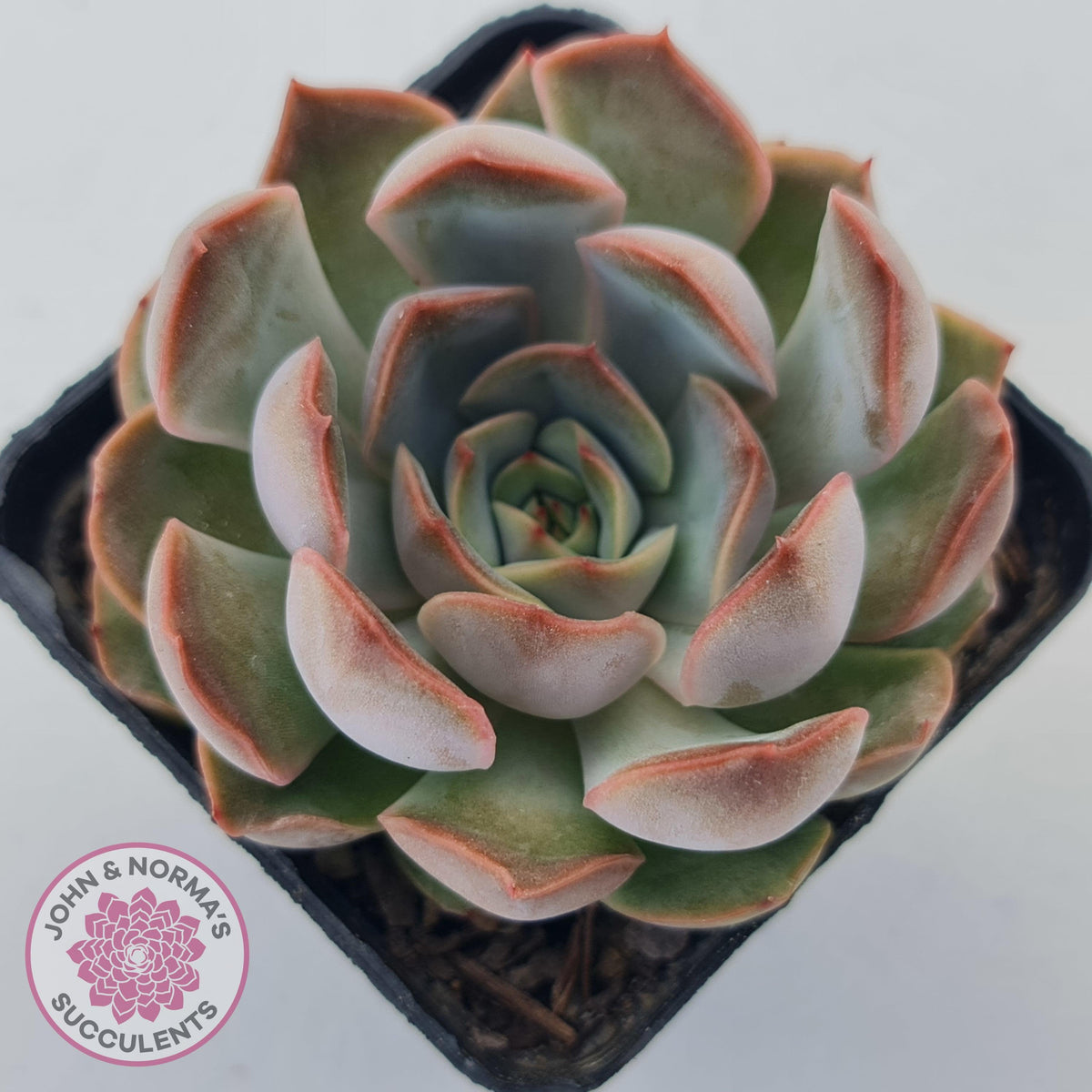 Echeveria 'Pink Lady'
