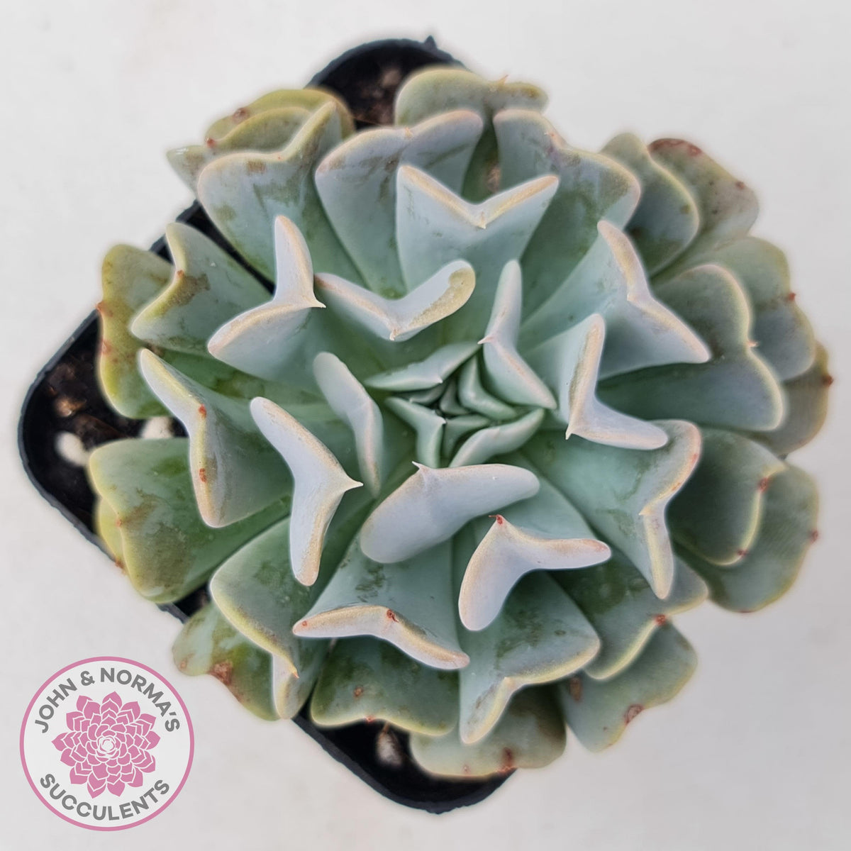 Echeveria Pinwheel Revolution