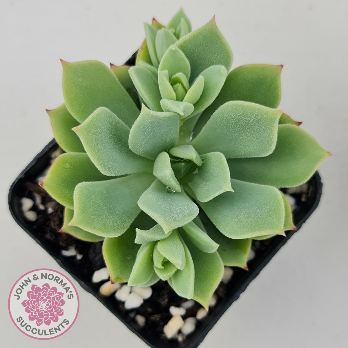 Echeveria Powdered Sugar