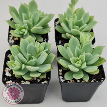 Load image into Gallery viewer, Echeveria Powdered Sugar
