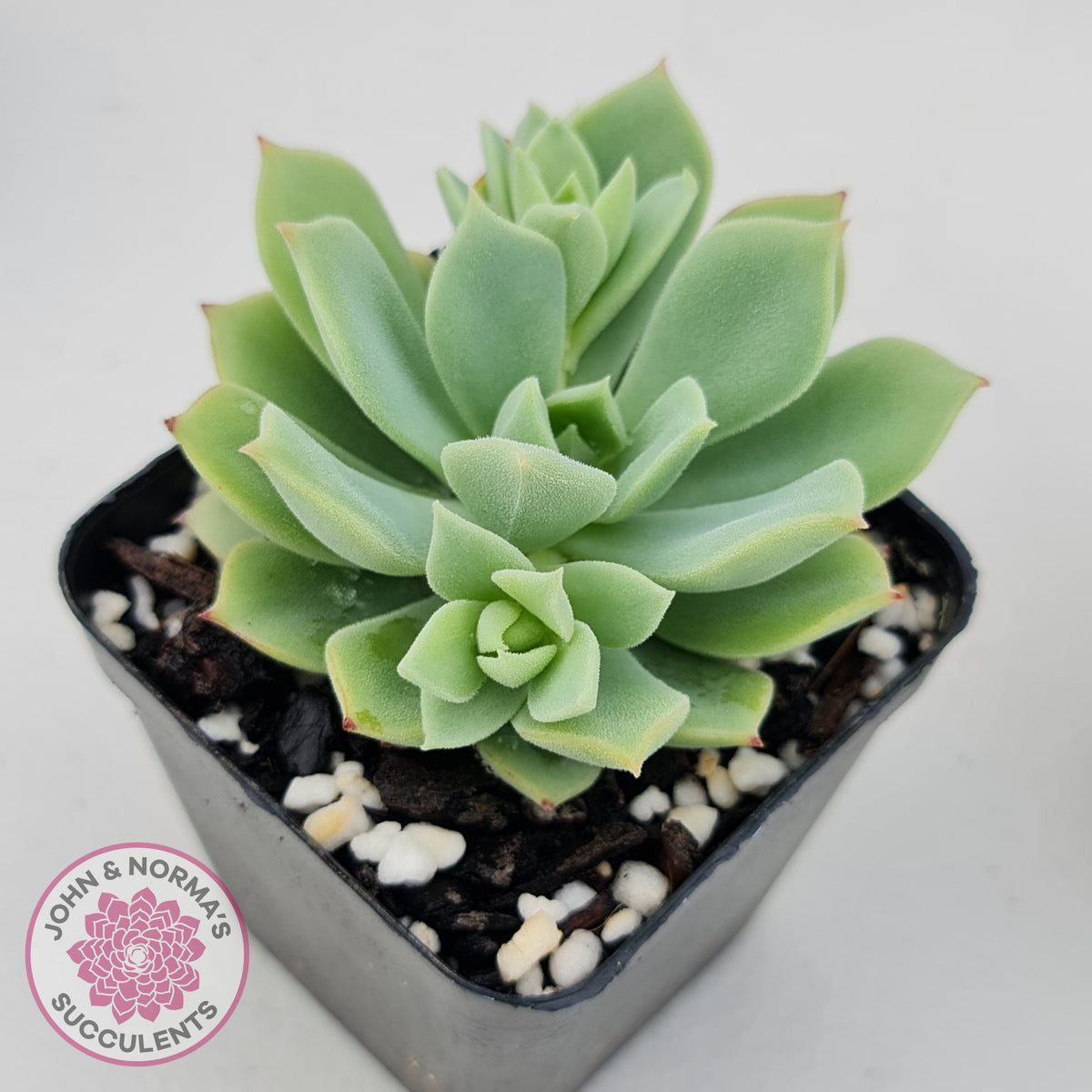 Echeveria Powdered Sugar