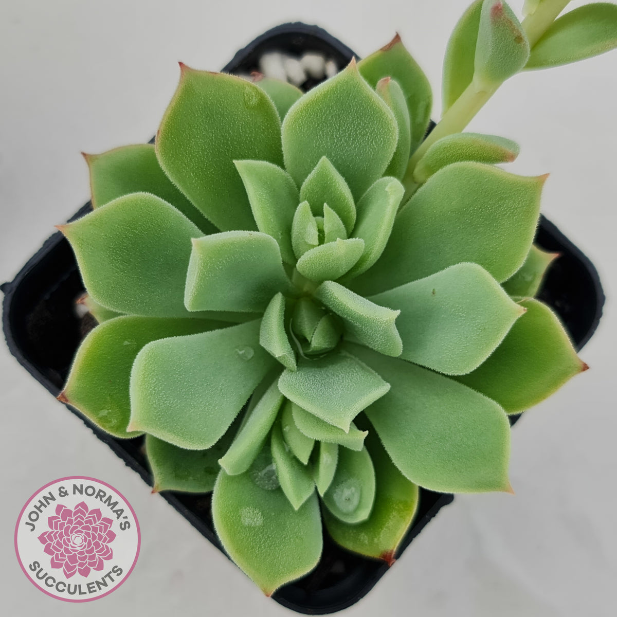 Echeveria Powdered Sugar