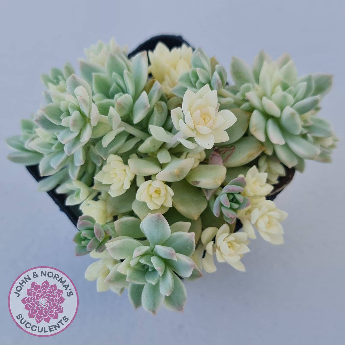 Echeveria prolifica variegata