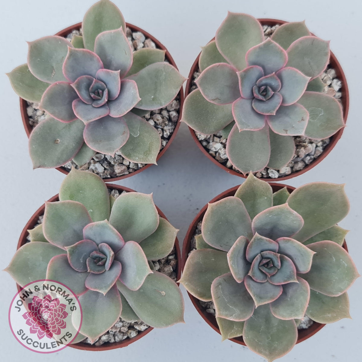 Echeveria Purple Lotus