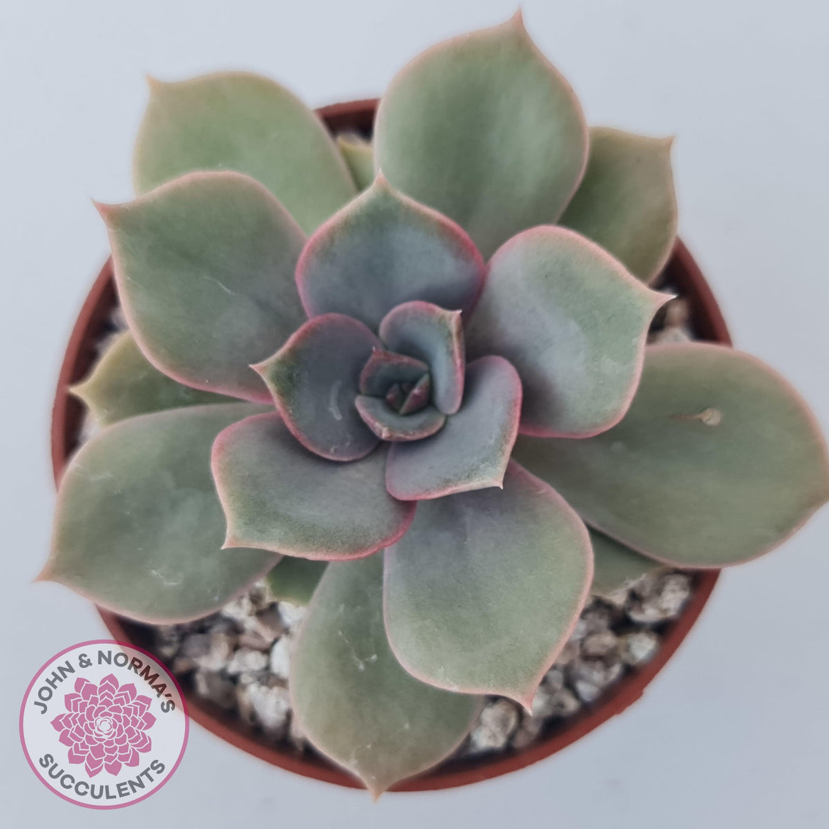 Echeveria Purple Lotus