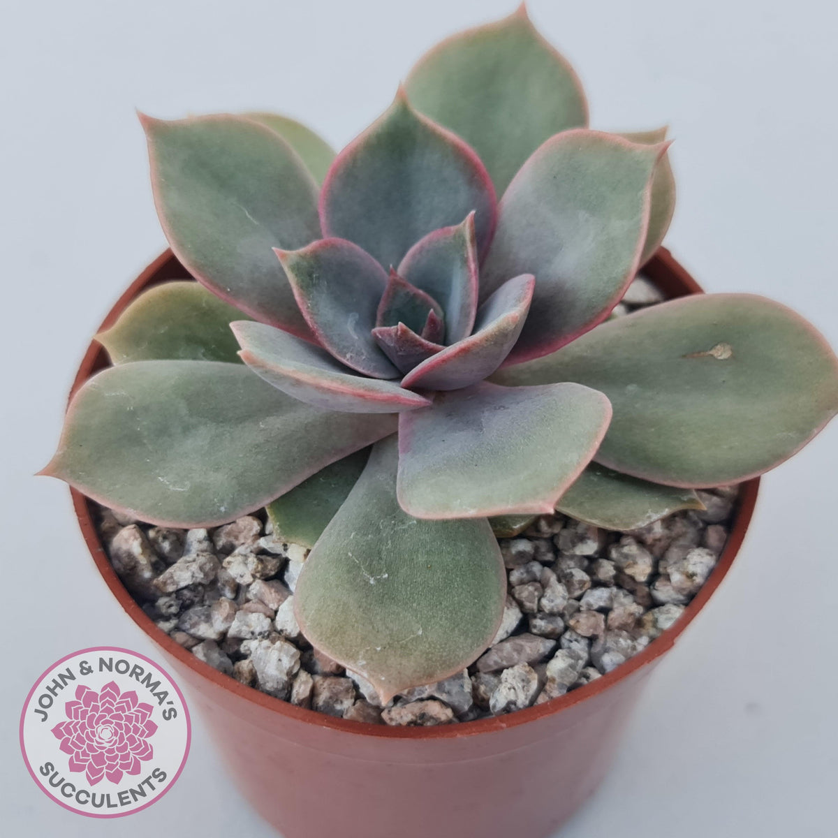 Echeveria Purple Lotus