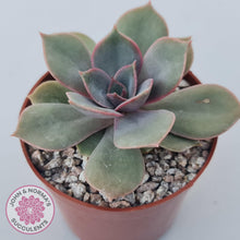 Load image into Gallery viewer, Echeveria Purple Lotus - John & Norma's Succulents Australia