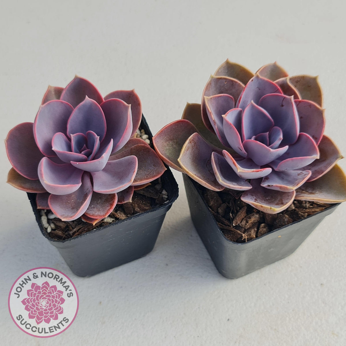 Echeveria 'Purple Pearl'