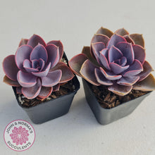 Load image into Gallery viewer, Echeveria Purple Pearl - John & Norma's Succulents