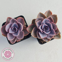 Load image into Gallery viewer, Echeveria Purple Pearl - John & Norma's Succulents