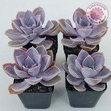 Load image into Gallery viewer, Echeveria 'Purple Pearl'