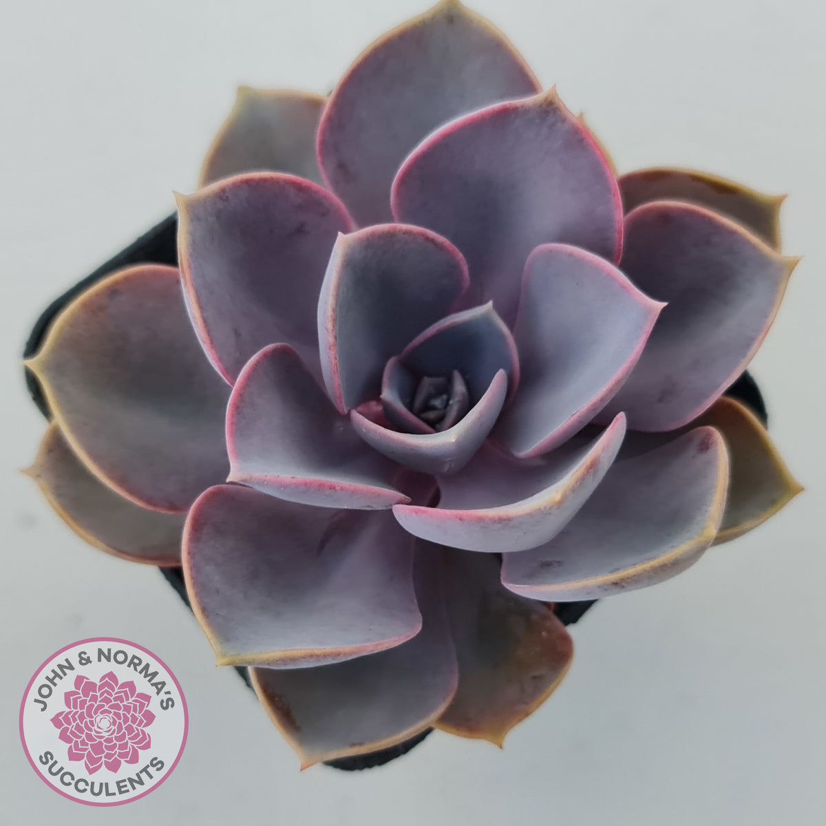 Echeveria 'Purple Pearl'