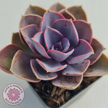 Load image into Gallery viewer, Echeveria Purple Pearl - John & Norma's Succulents