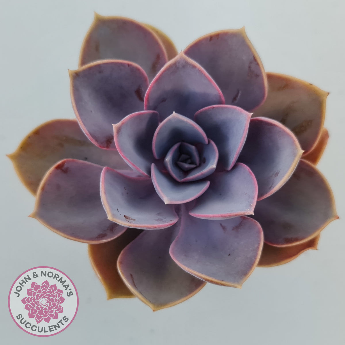 Echeveria 'Purple Pearl'