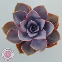 Load image into Gallery viewer, Echeveria 'Purple Pearl'