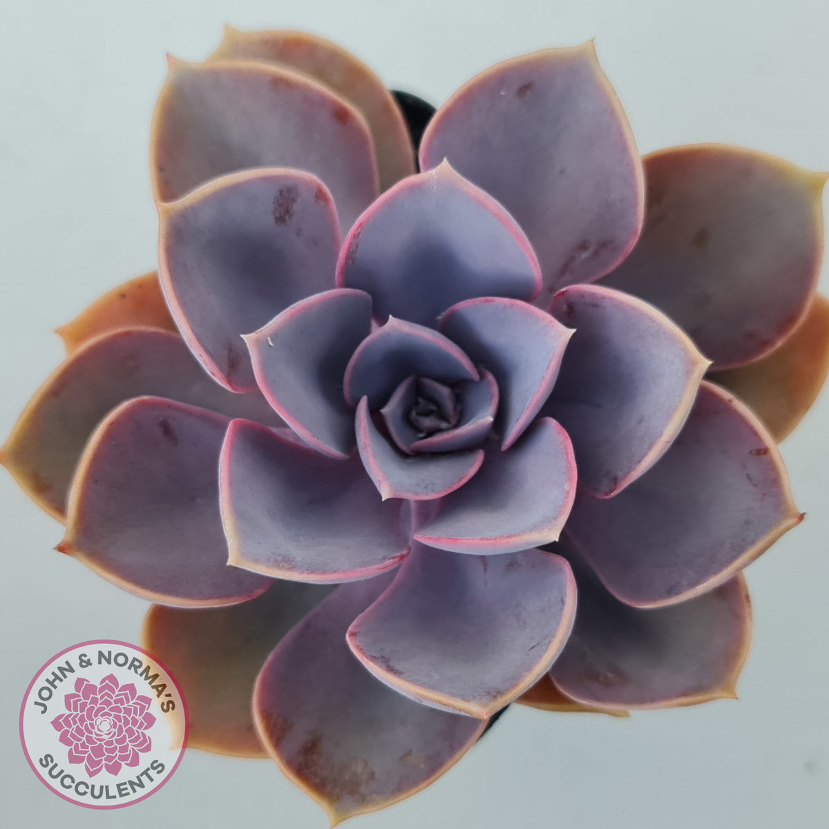 Echeveria 'Purple Pearl'