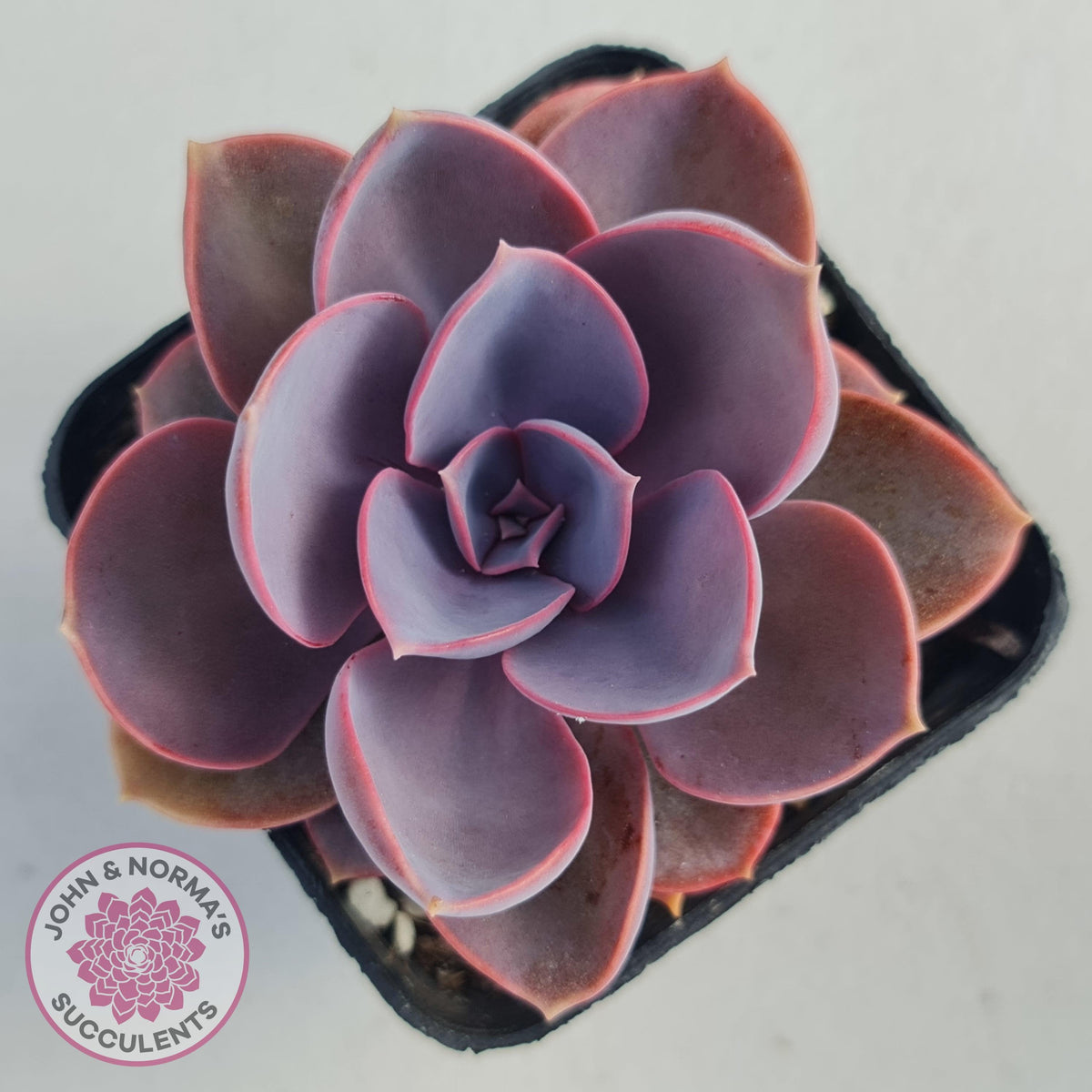 Echeveria 'Purple Pearl'