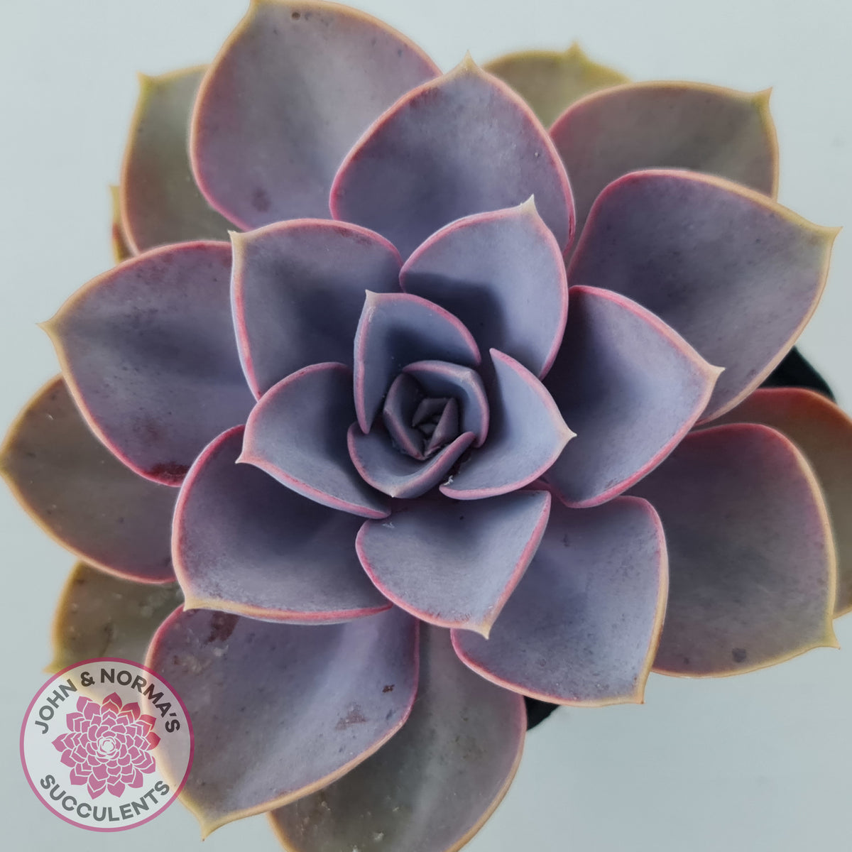 Echeveria 'Purple Pearl'