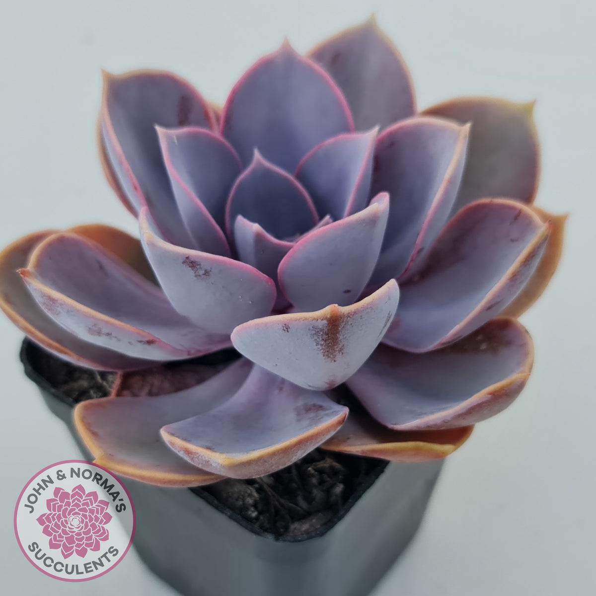 Echeveria 'Purple Pearl'