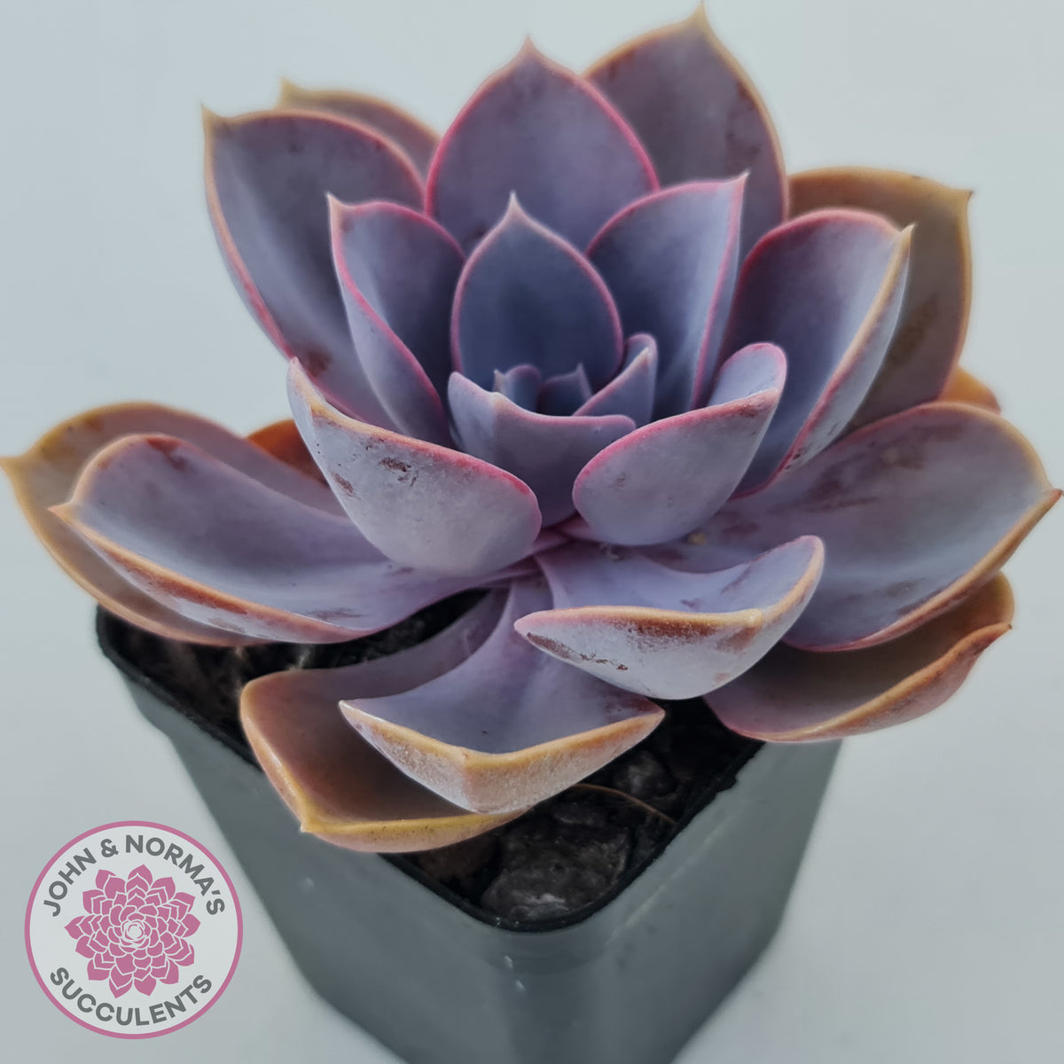 Echeveria 'Purple Pearl'