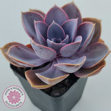 Load image into Gallery viewer, Echeveria 'Purple Pearl'