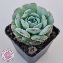 Load image into Gallery viewer, Echeveria Purple Soul - John & Norma's Succulents Australia