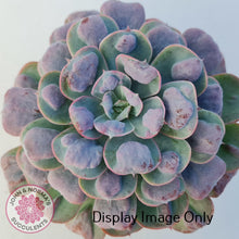 Load image into Gallery viewer, Echeveria 'Rain Drops'