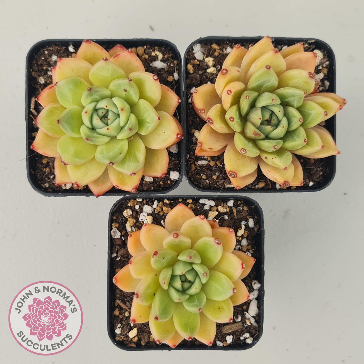 Echeveria Rajoya | John & Norma's Succulents