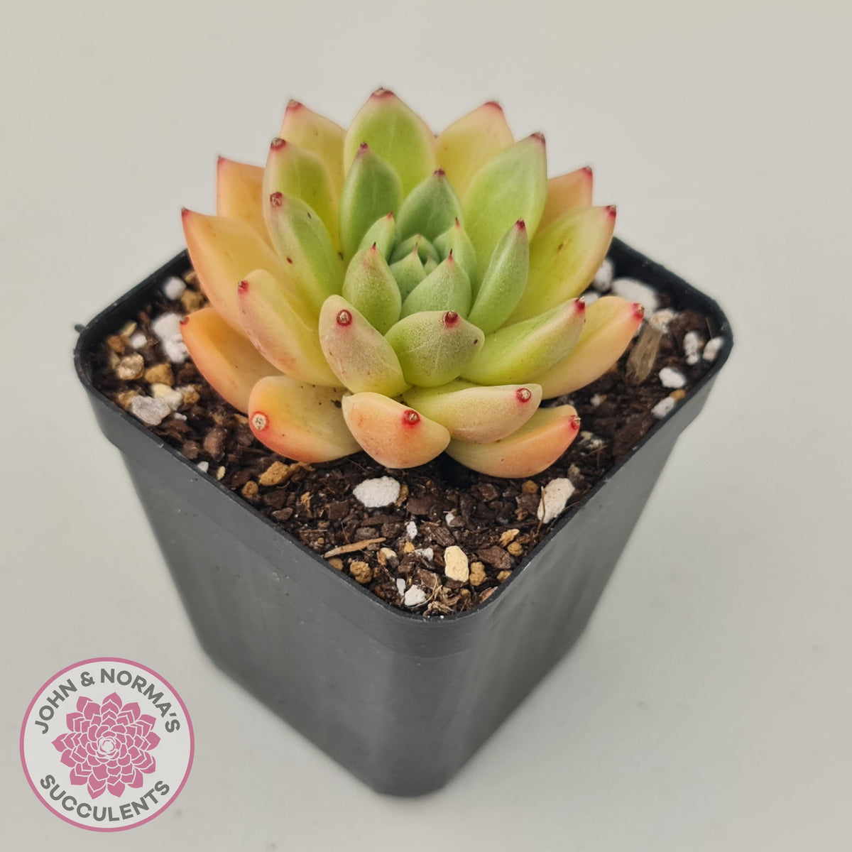 Echeveria Rajoya | John & Norma's Succulents