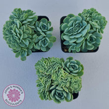Load image into Gallery viewer, Echeveria Raspberry Ice Crested - John & Norma's Succulents Australia