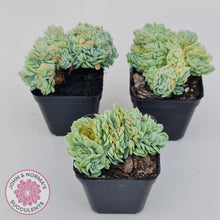 Load image into Gallery viewer, Echeveria Raspberry Ice Crested - John & Norma's Succulents Australia