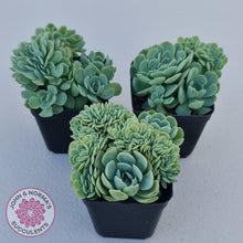 Load image into Gallery viewer, Echeveria Raspberry Ice Crested - John & Norma's Succulents Australia