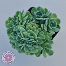 Load image into Gallery viewer, Echeveria Raspberry Ice Crested - John & Norma's Succulents Australia