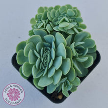 Load image into Gallery viewer, Echeveria Raspberry Ice Crested - John & Norma's Succulents Australia