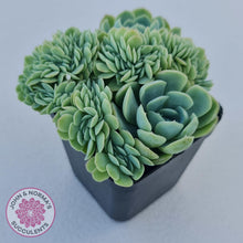 Load image into Gallery viewer, Echeveria Raspberry Ice Crested - John & Norma's Succulents Australia