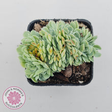 Load image into Gallery viewer, Echeveria Raspberry Ice Crested - John & Norma's Succulents Australia