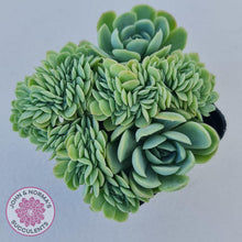 Load image into Gallery viewer, Echeveria Raspberry Ice Crested - John & Norma's Succulents Australia