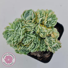 Load image into Gallery viewer, Echeveria Raspberry Ice Crested - John & Norma's Succulents Australia