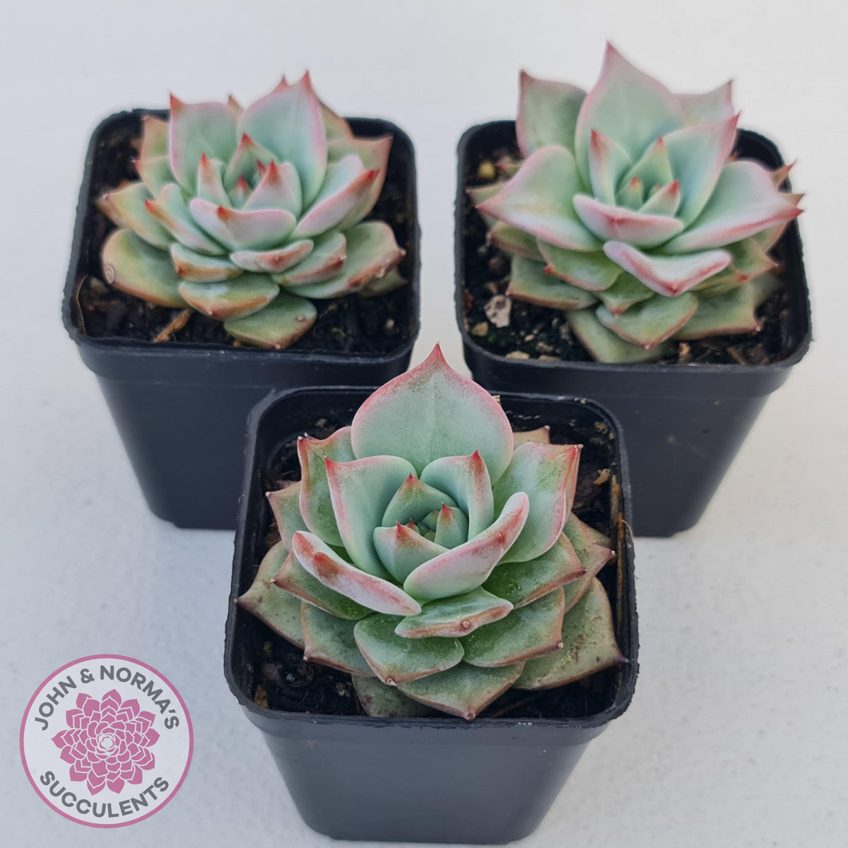 Echeveria Red Dragon