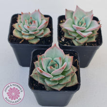 Load image into Gallery viewer, Echeveria Red Dragon - John & Norma's Succulents Australia