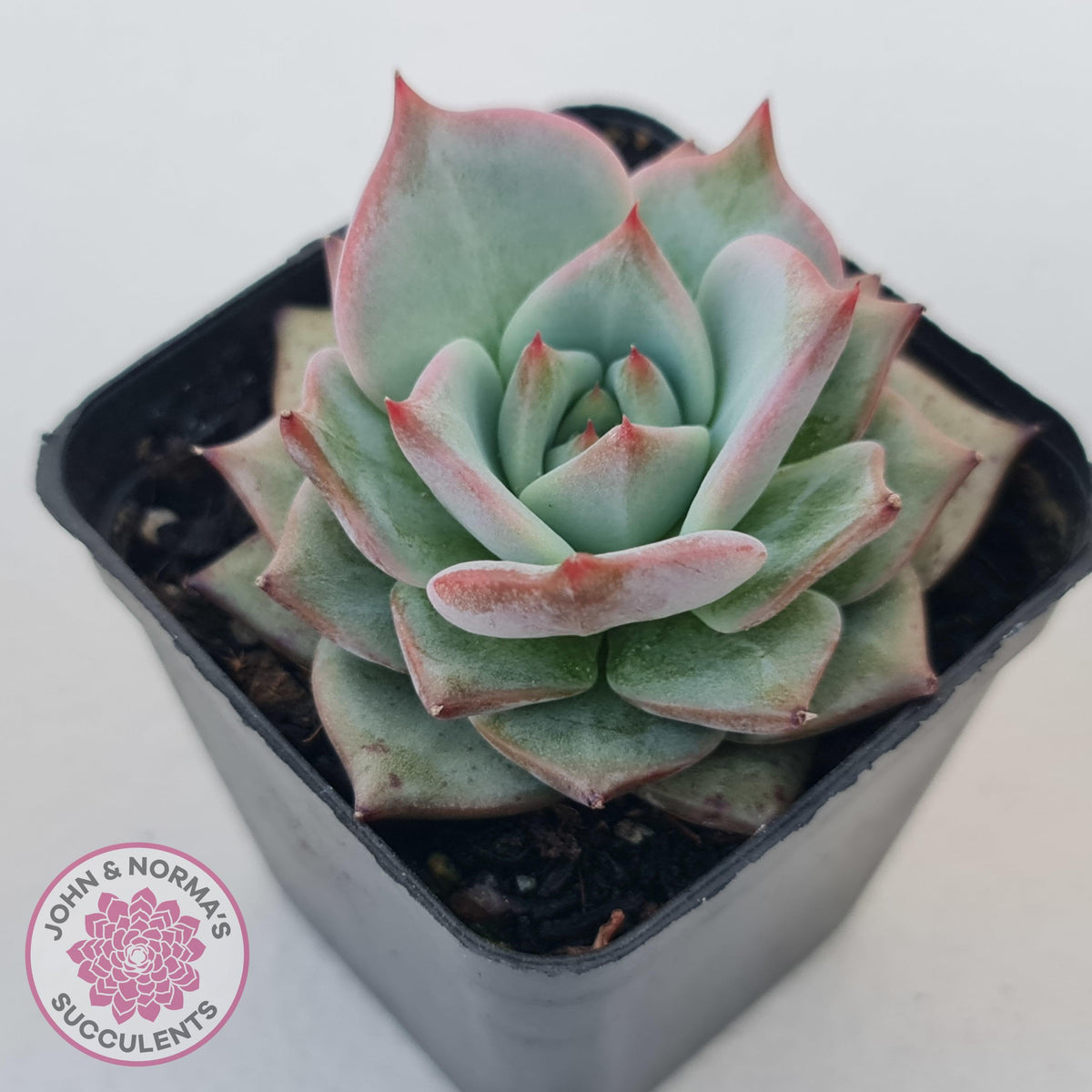 Echeveria Red Dragon